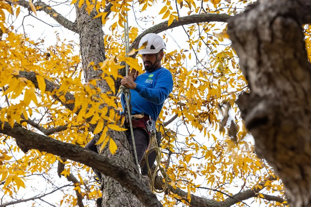Skilled Tree Planing crew working in Keller